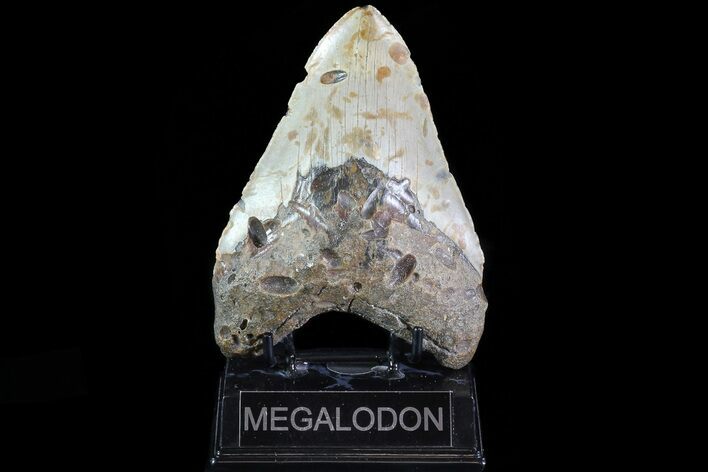 Bargain, Megalodon Tooth - North Carolina #82930